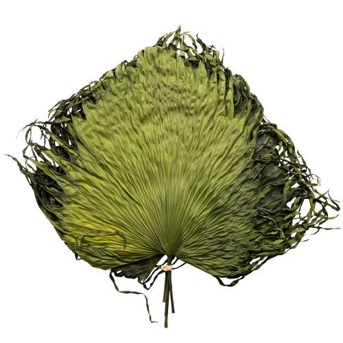 Floristik24 Palm fronds dried leaves decoration Saribus green 45cm 5 pcs