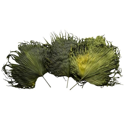 Floristik24 Palm fronds dried leaves decoration Saribus green 45cm 5 pcs
