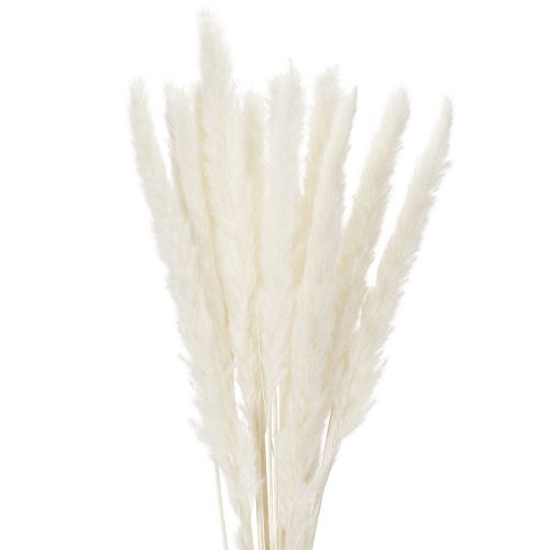 Pampas Grass Dried Flowers Bleached 70cm 15 Stems