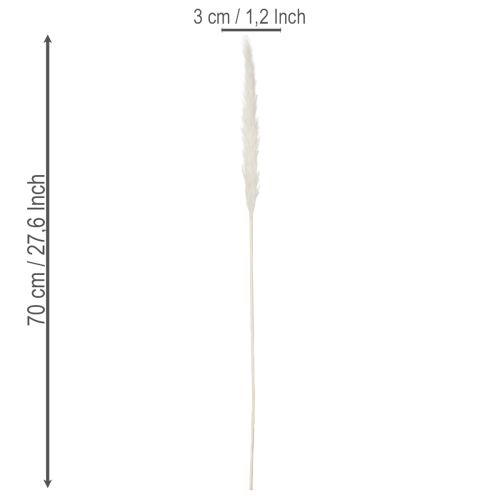 Pampas Grass Dried Flowers Bleached 70cm 15 Stems | Floristik24.co.uk