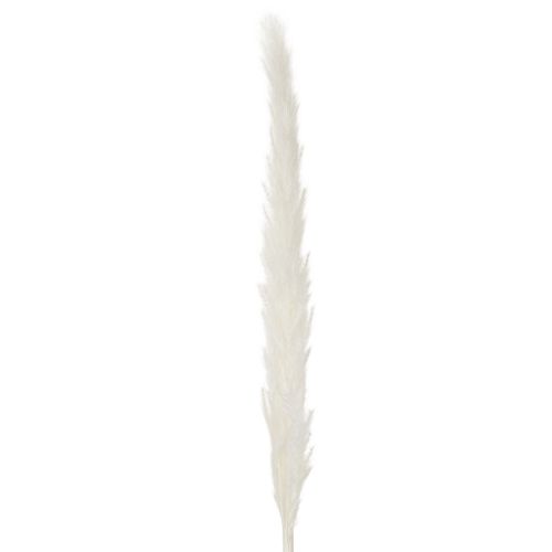 Pampas Grass Dried Flowers Bleached 70cm 15 Stems | Floristik24.co.uk