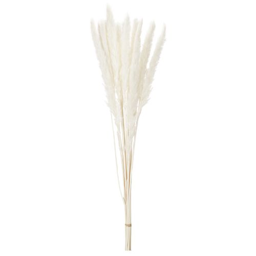 Pampas Grass Dried Flowers Bleached 70cm 15 Stems | Floristik24.co.uk