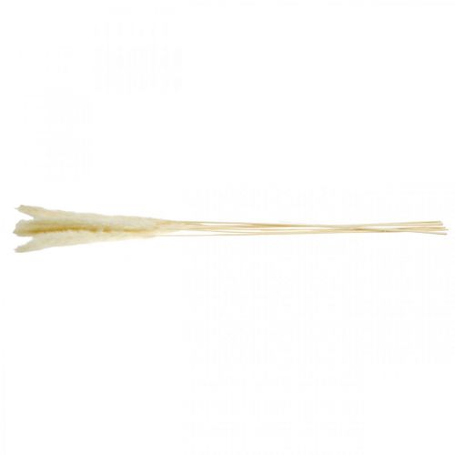 Floristik24 Dried Pampas Grass Cream For Dried Bouquet 65-75cm 6 Pcs