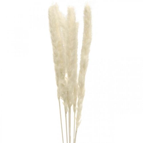 Floristik24 Dried Pampas Grass Cream For Dried Bouquet 65-75cm 6 Pcs