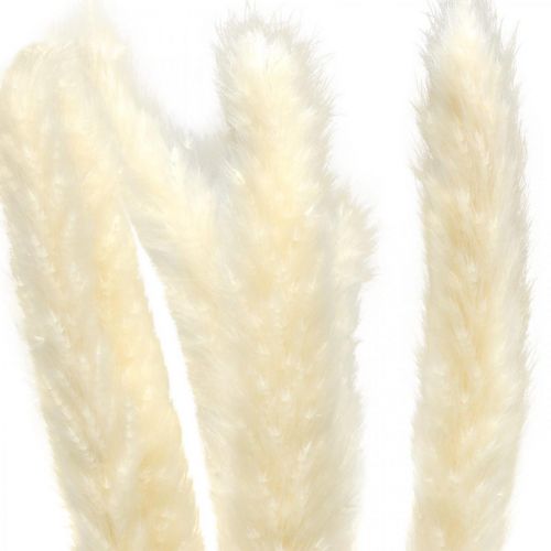 Product Dried pampas grass cream for dried bouquet 65-75cm 6pcs