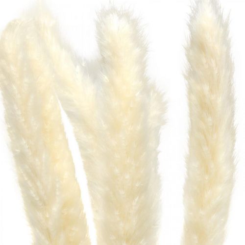 Floristik24 Dried Pampas Grass Cream For Dried Bouquet 65-75cm 6 Pcs