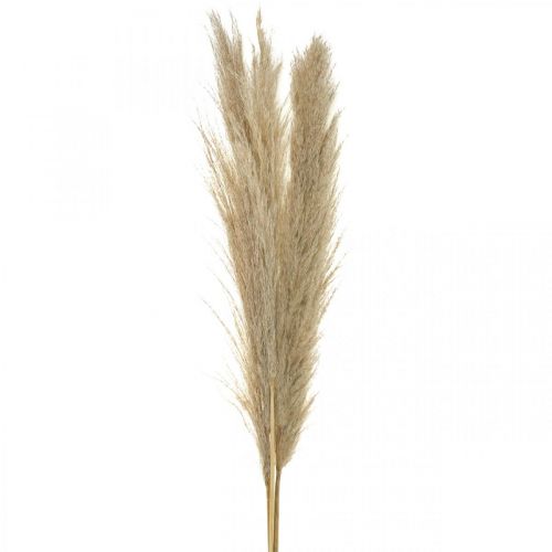 Floristik24 Pampas grass natural dry grass deco dry bouquet 1m 3pcs