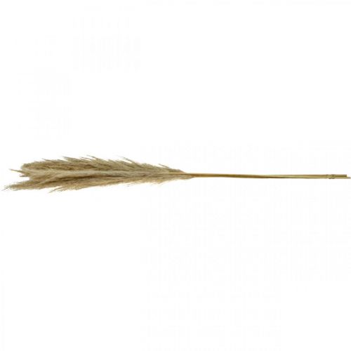 Floristik24 Pampas grass natural dried grasses decoration dried bouquet 1m 3 pcs