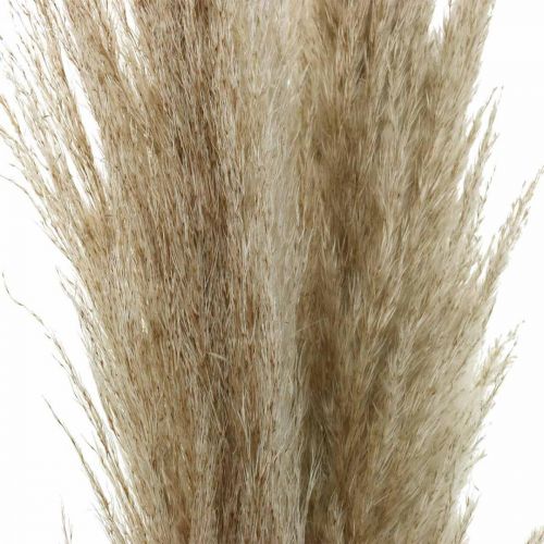 Floristik24 Pampas grass natural dried grasses decoration dried bouquet 1m 3 pcs