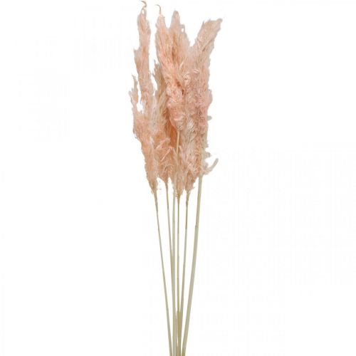 Product Dried Pampas Grass Pink Dried Flowers Natural Decoration 65-75cm 6 pcs