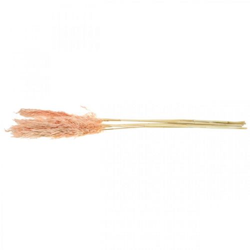 Product Dried Pampas Grass Pink Dried Flowers Natural Decoration 65-75cm 6 pcs
