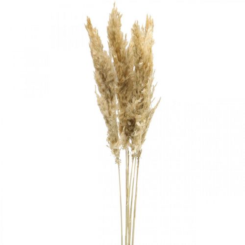 Product Dry decoration pampas grass dried bleached 70-75cm 6pcs