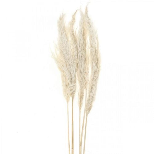 Pampas grass dried Bleached dry deco 65-75cm 6pcs in bunch