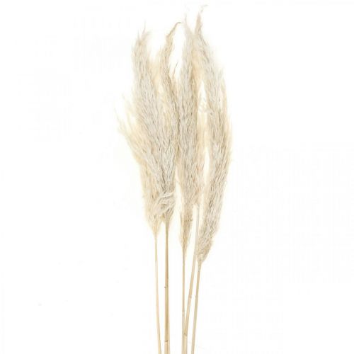 Floristik24 Pampas grass dried bleached dry decoration 65-75cm 6 pcs in bunch