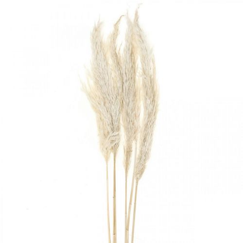 Floristik24 Pampas grass dried Bleached dry deco 65-75cm 6pcs in bunch