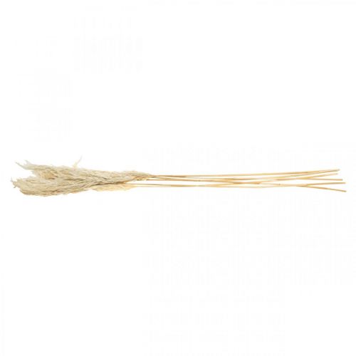 Product Pampas grass dried bleached dry decoration 65-75cm 6 pcs in bunch