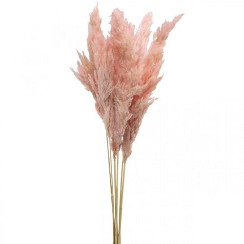 Product Pampas grass dried pink dry floristry 65-75cm 6pcs in bunch
