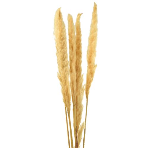 Floristik24 Pampas grass dried dried grasses cream dry decoration 70cm 6 pcs