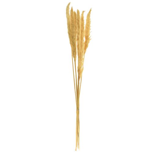 Product Pampas grass dried dried grasses cream dry decoration 70cm 6 pcs