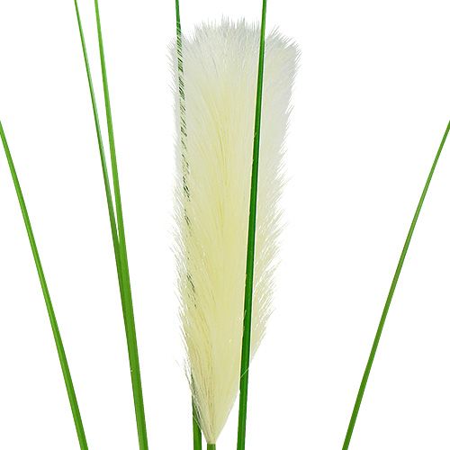 Floristik24 Pampas grass frond cream-green H100cm
