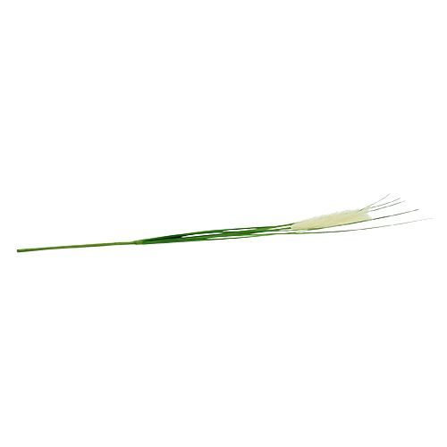 Floristik24 Pampas grass frond cream-green H100cm