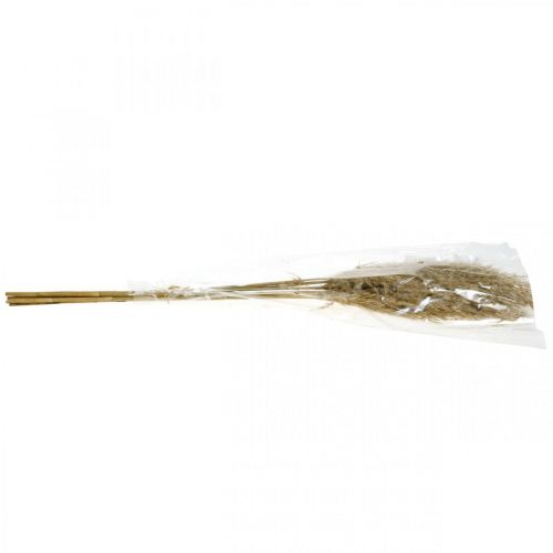 Floristik24 Pampas grass dried natural dried floristry 75cm bunch with 10 pcs