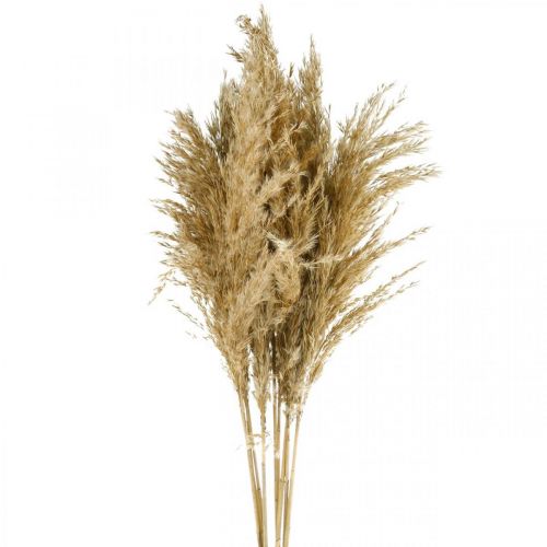 Floristik24 Pampas grass dried natural dry floristry 75cm bundle with 10pcs