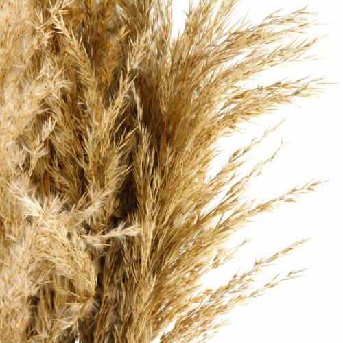Floristik24 Pampas grass dried natural dry floristry 75cm bundle with 10pcs
