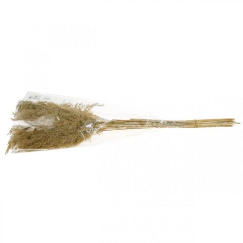 Floristik24 Pampas grass dried natural dry decoration 65cm 20 pcs in bunch
