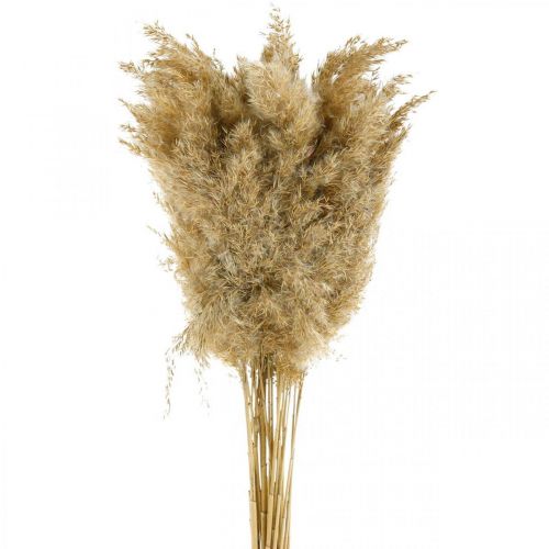 Floristik24 Pampas grass dried natural dry decoration 65cm 20 pcs in bunch