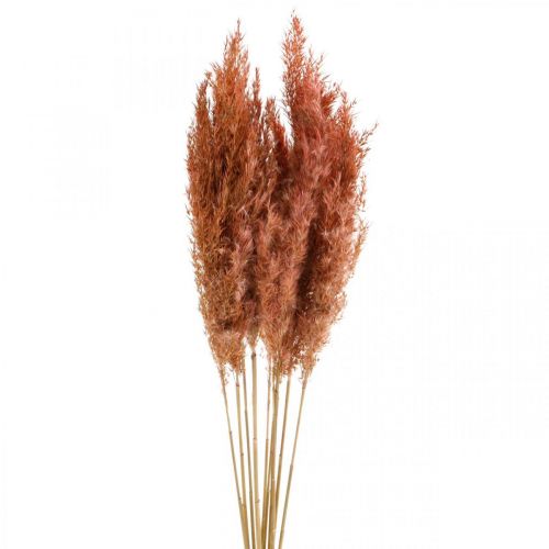 Floristik24 Pampas grass dried pink dried floristry 75cm bunch of 10 pcs