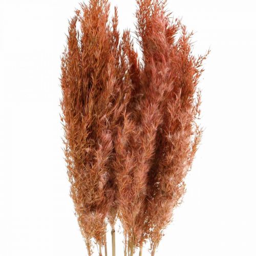 Product Pampas grass dried pink dry flowers 75cm bundle of 10pcs