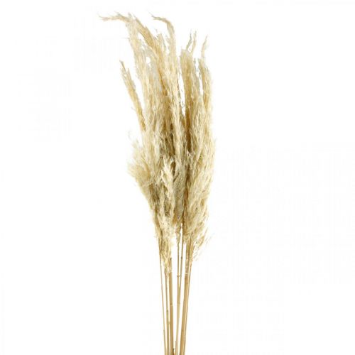 Pampas grass dried bleached 75cm for dry bouquet bunch with 10 pcs