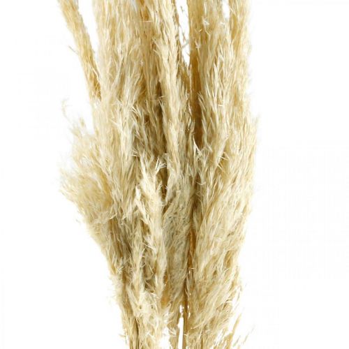 Product Pampas grass, dried, bleached 75cm For a dry bouquet Bunch of 10 pieces