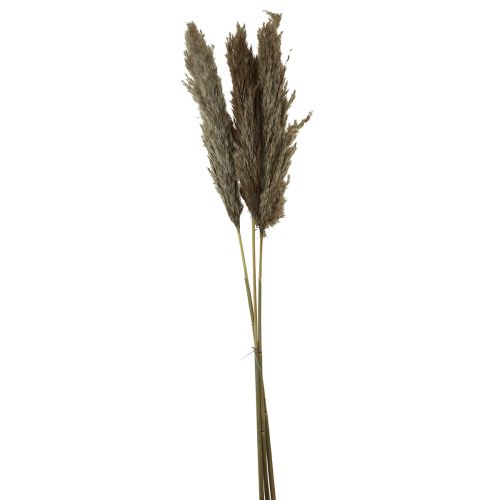 Floristik24 Pampas grass dried decorative dry grass natural 95cm 3pcs