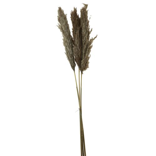 Pampas grass dried decorative dry grass natural 95cm 3pcs