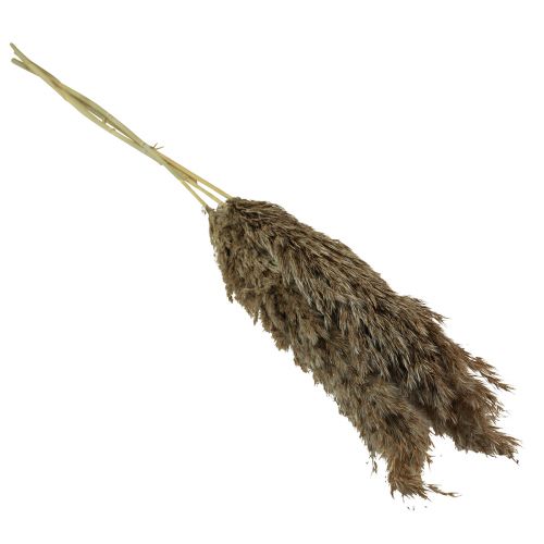 Product Pampas grass dried decorative dried grasses natural 95cm 3 pcs