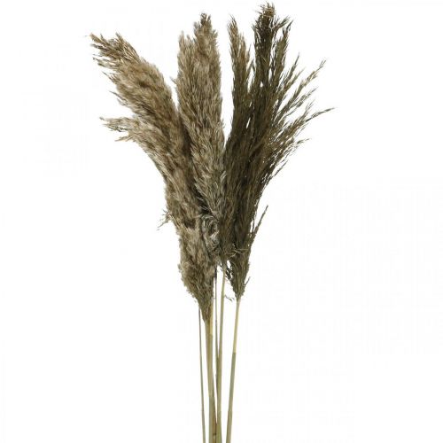 Floristik24 Pampas grass dried natural dry grass bunch 70-75cm 6pcs