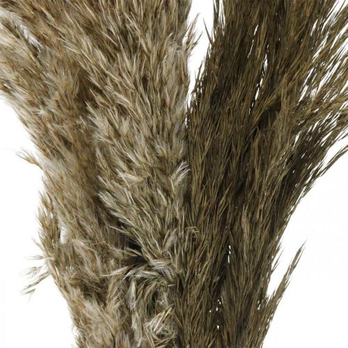 Product Pampas grass dried natural dry grass bunch 70-75cm 6pcs