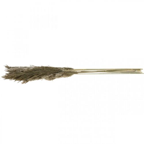 Floristik24 Pampas grass dried natural dried grass bunch 70-75cm 6 pcs