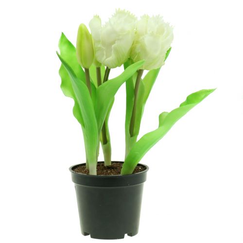 Floristik24 Parrot tulip in a pot White Real-Touch 23cm