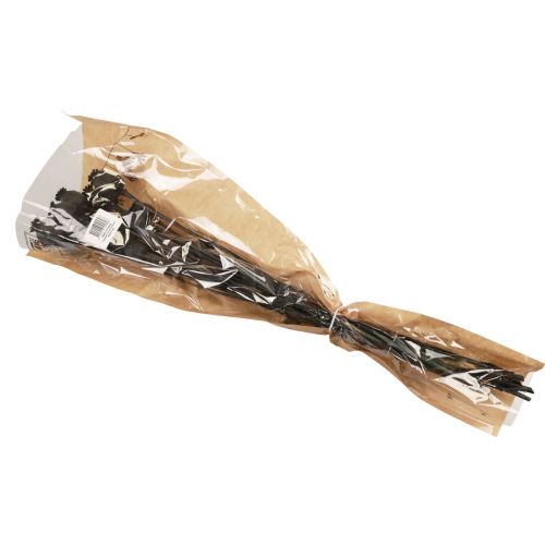 Floristik24 Dried flowers poppy capsules dried Black Papaver 80g