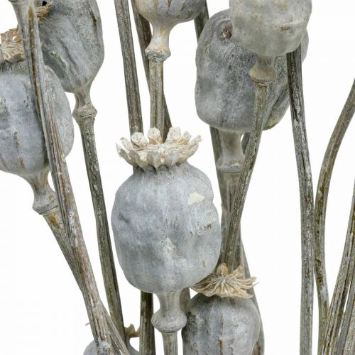 Floristik24 Deco Poppy White Dried Flowers Poppy capsules Papaver Bunch of 75g