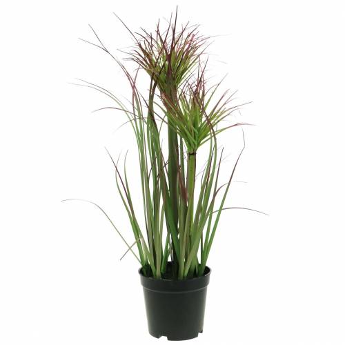 Floristik24 Artificial sedge grass in a pot Green, red purple 45cm