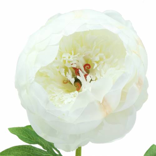 Floristik24 Peony White 59cm