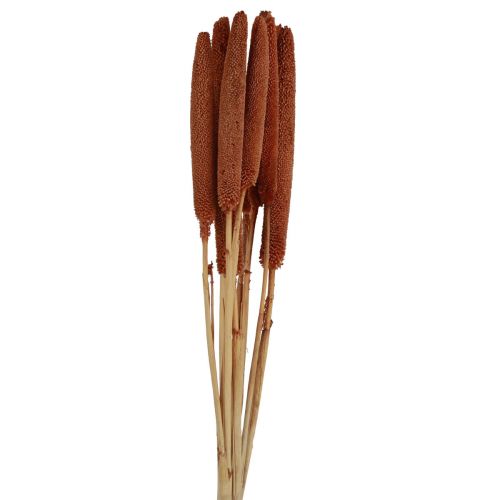 Floristik24 Pearl Millet Decorative Reed Bulbs Babala Millet Brown 70cm 10pcs
