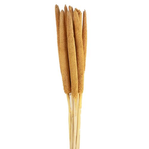 Product Pearl millet decorative reed cob Babala millet yellow 70cm 10 pcs