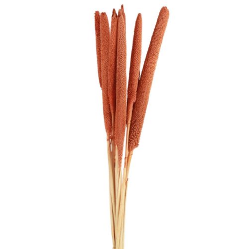 Floristik24 Pearl millet reed cob Babala millet cob orange 70cm 10 pcs