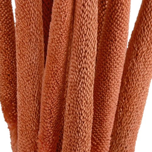 Product Pearl millet reed cob Babala millet cob orange 70cm 10 pcs