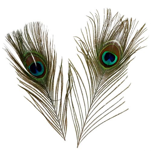 Floristik24 Peacock feathers 22cm - 30.5cm 12pcs